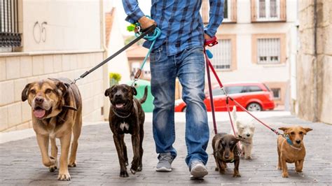 paseador de perros getafe|Servicio de Paseo de perros en Getafe